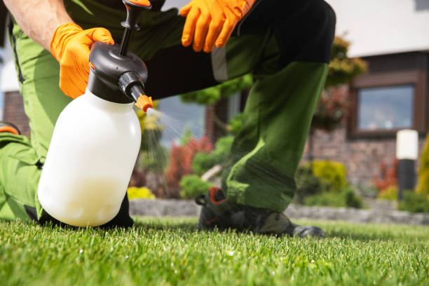 Best Ant Control Services  in Solomon, KS