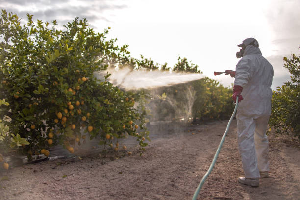 Best Flea Control Services  in Solomon, KS