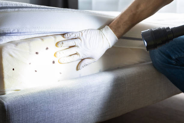 Best Pest Control Near Me  in Solomon, KS