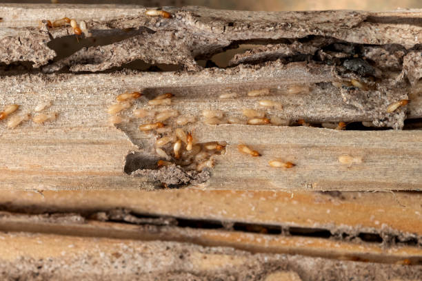 Best Best Pest Control Near Me  in Solomon, KS
