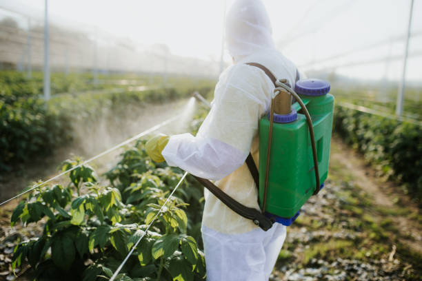 Best Pest Prevention Services  in Solomon, KS